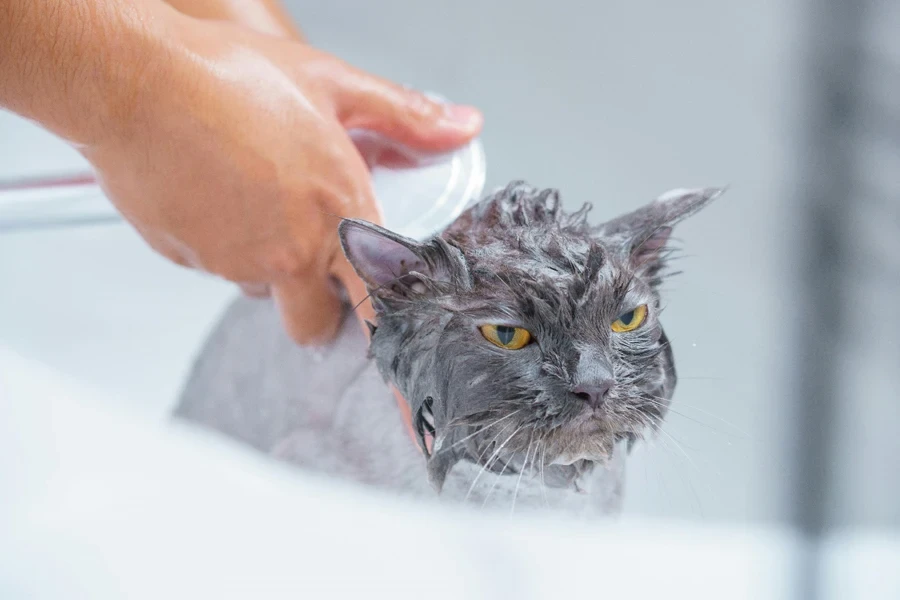 A person washing a cat