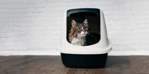 Cute maine coon cat sitting in a closed llitter box and looking curious sideway