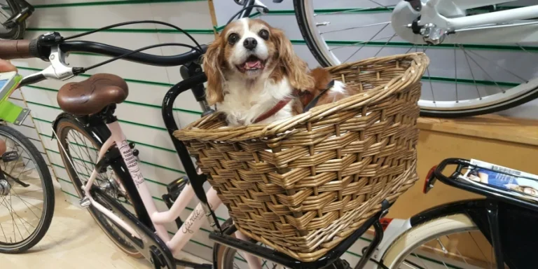 Моя собака Рейна в корзине в веломагазине, примеряет ее.