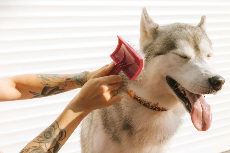 Tattooed Person Combing the Dog
