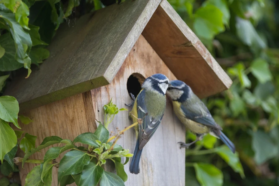 A birdhouse with two blue birds