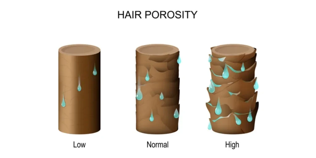 Different hair porosity types on a white background
