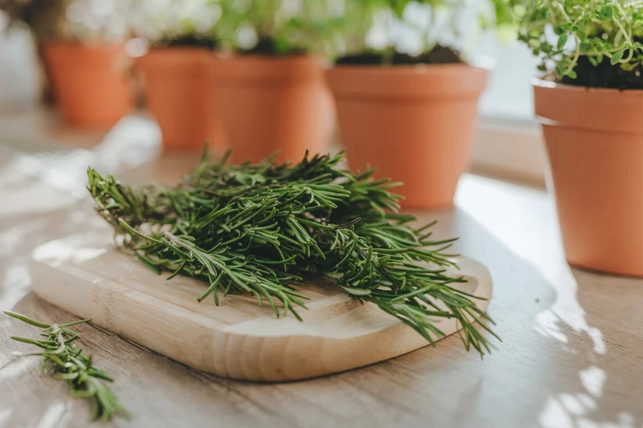 Fresh rosemary on wooden tray next to herb pots