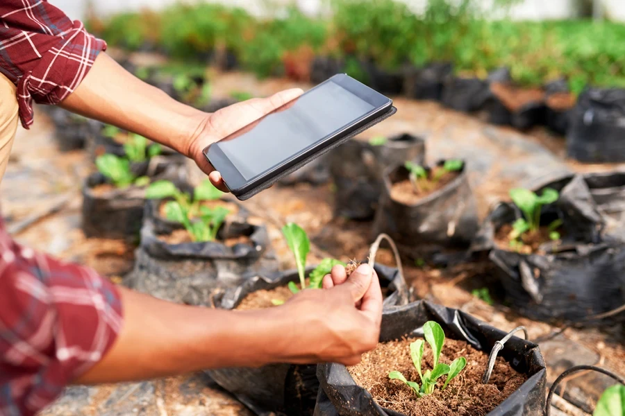 Gardener using soil moisture meter to read moisture content