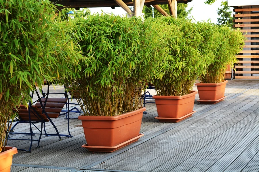 Large plants growing out of ceramic garden planter boxes