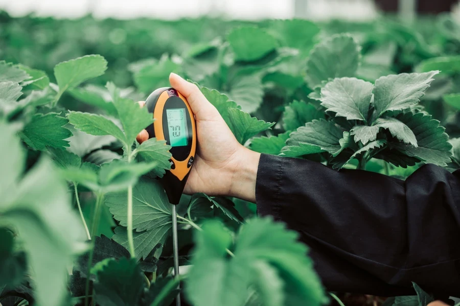 Person using soil moisture meter among plants in greenhouse