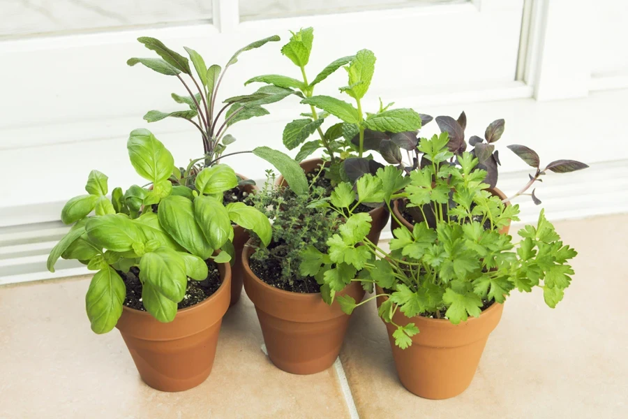 Several little pots with basil, oregano, and parsley growing