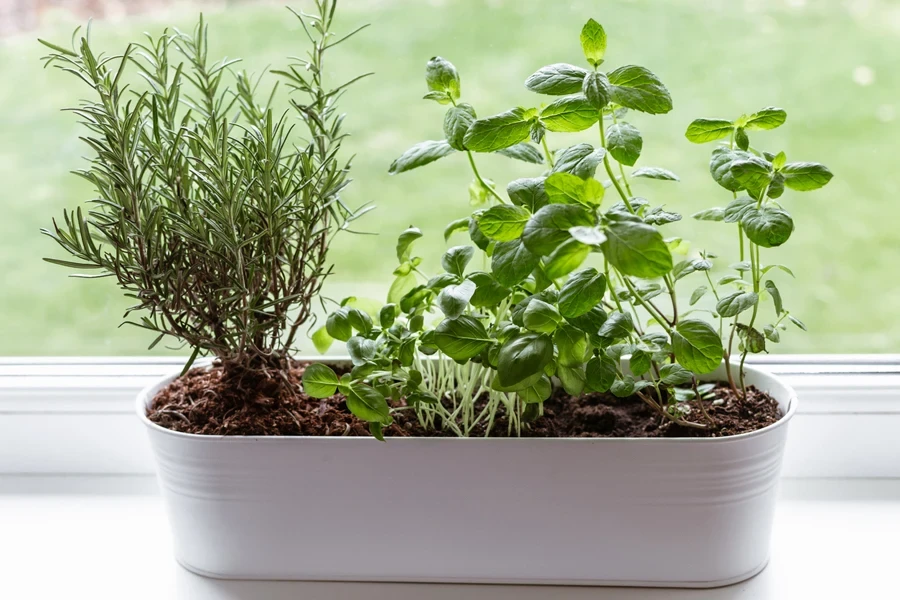 White metal herb planter box with thyme in kitchen