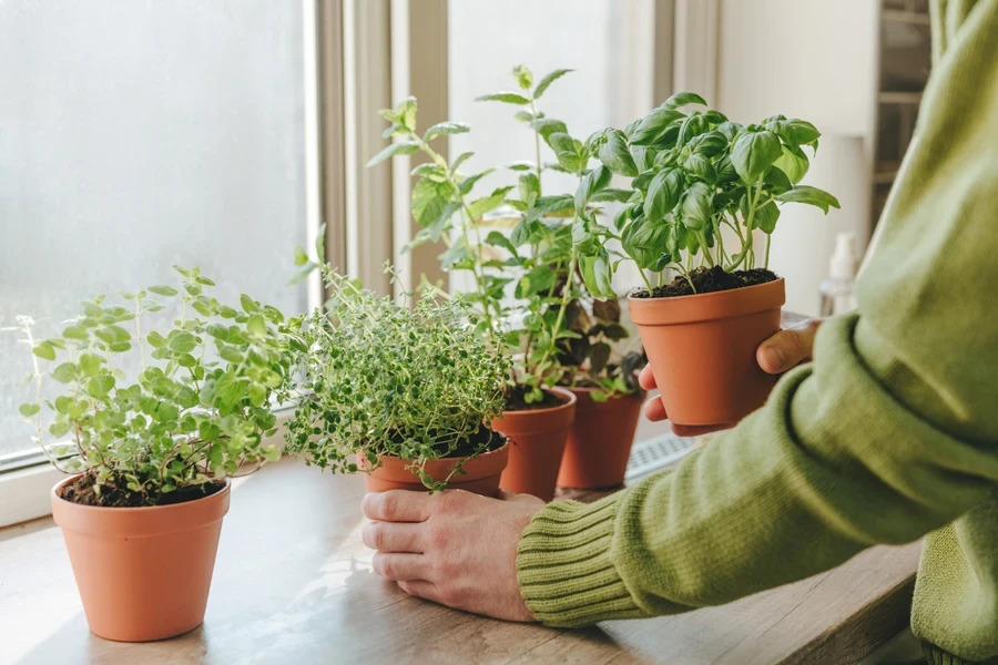 Woman places freshly potted herb plants on windowsill