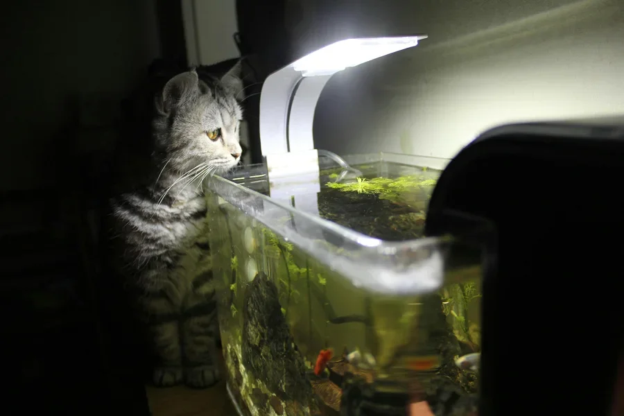 A cat intently watches fish in a brightly lit aquarium, exploring the scene indoors