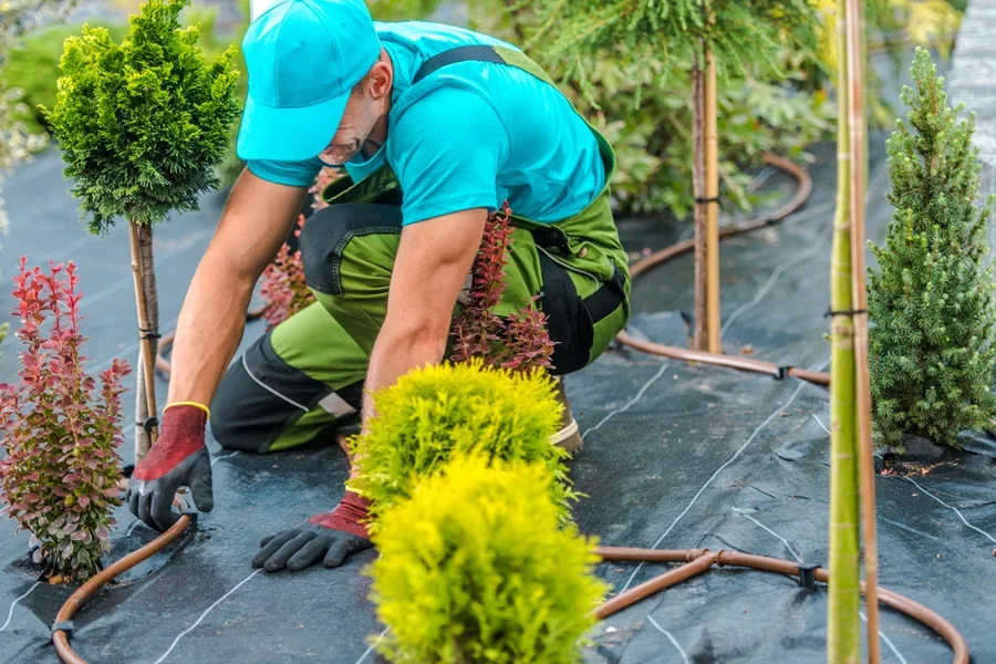 A landscaper installing a drip irrigation system