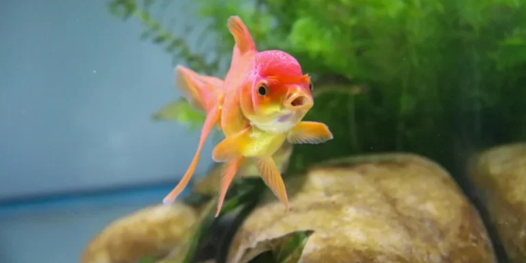 Close-up view of a colorful goldfish swimming among aquatic plants in a freshwater tank