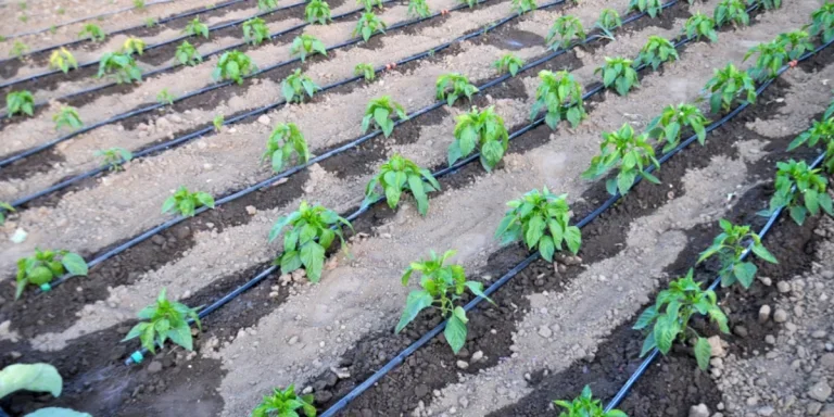 Drip irrigation system on open organic soil
