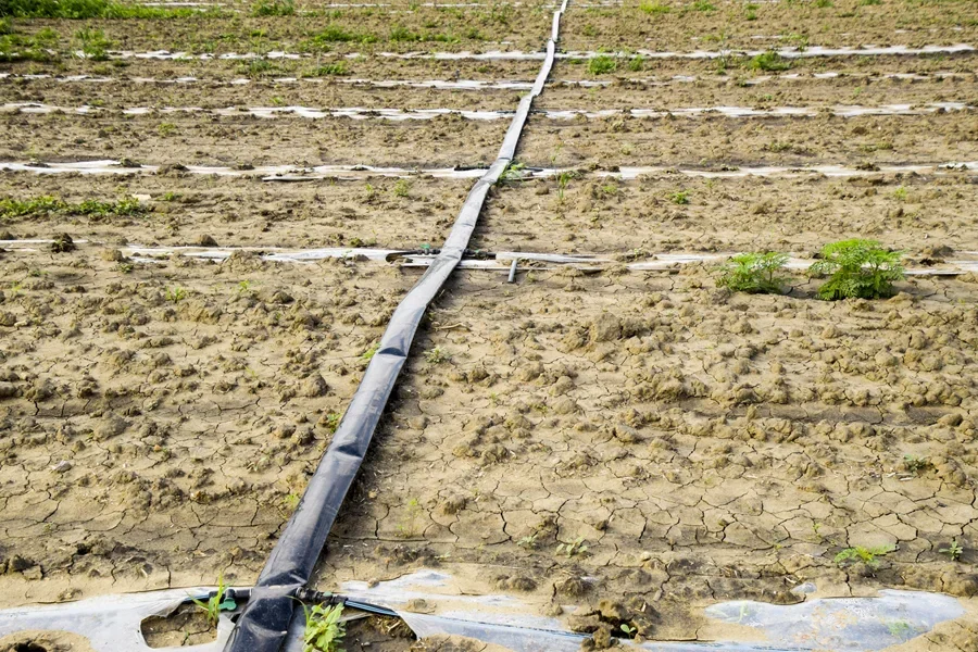 Drip tape water irrigation system on field of watermelons