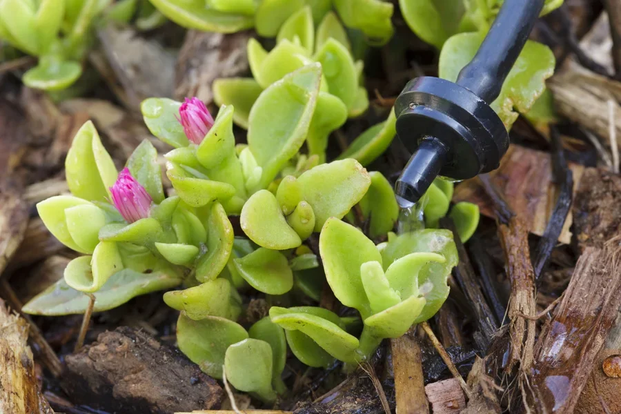 Emitter watering system dripping water over a flowering plant