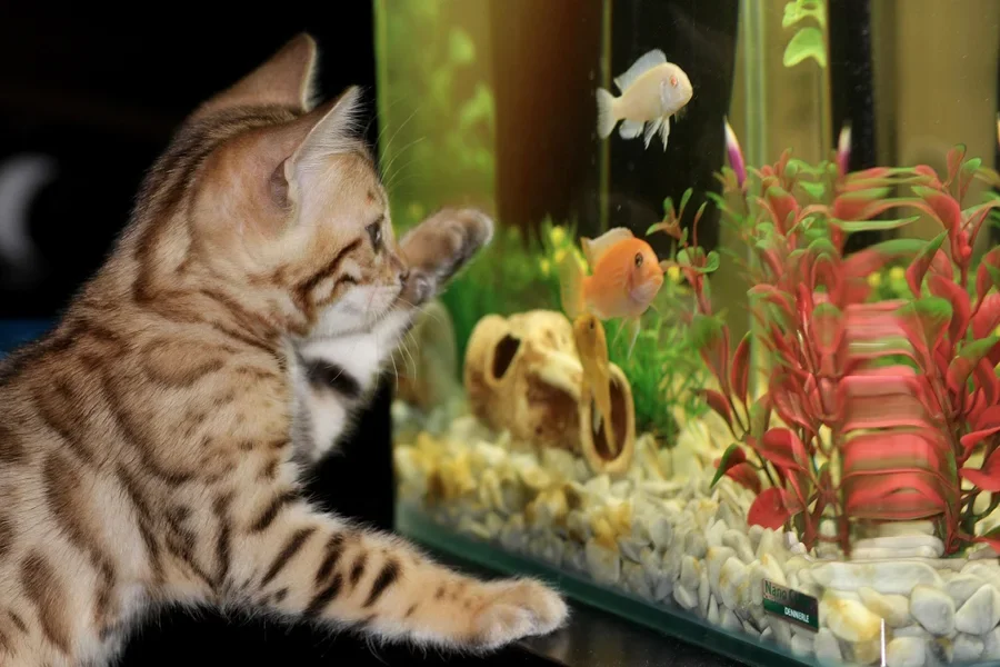 kitten, aquarium, bengal, pet, fish, aquarium, nature, aquarium, aquarium, aquarium, aquarium