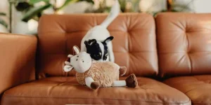 A Dog with a Toy on a Sofa