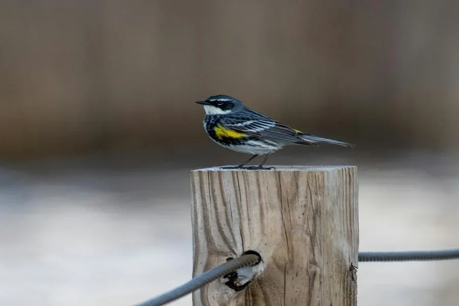 A bird sitting on a wooden fence post