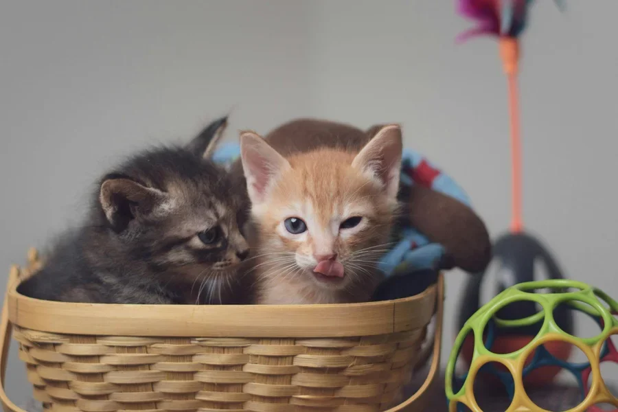Adorables chatons dans un panier avec des jouets