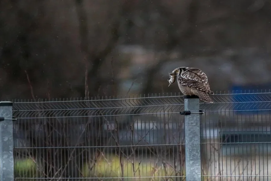 An owl sitting on a metal fence post
