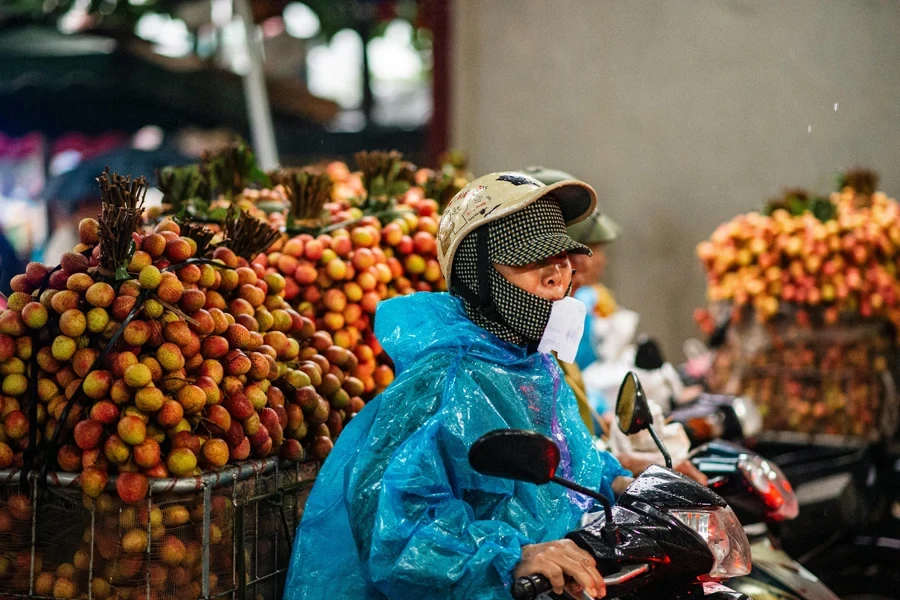 Bac Giang Lychee Season