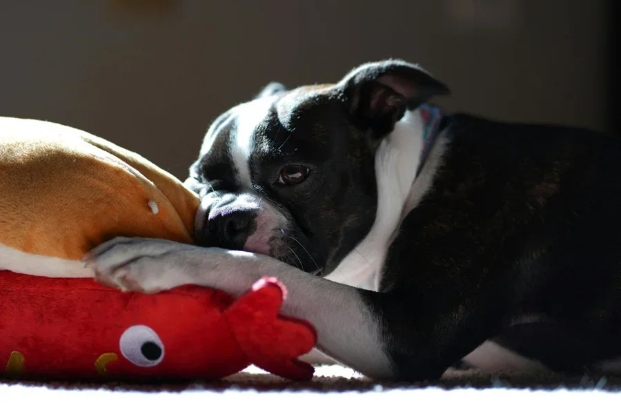 Chiot Boston Terrier avec des jouets en peluche