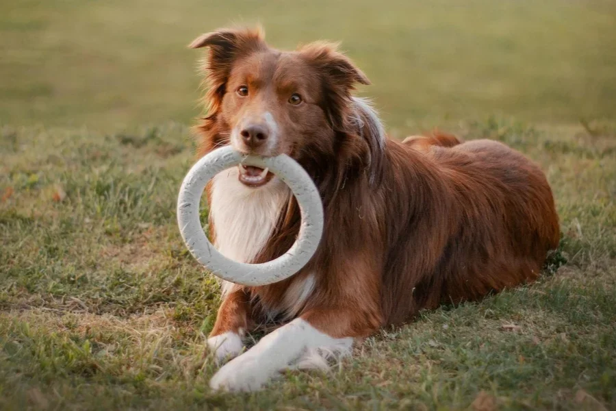 Chien couché avec un jouet