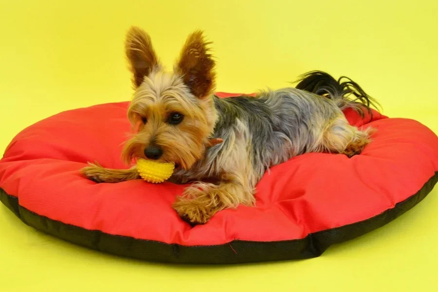 Yorkshire Terrier sur coussin rouge avec jouet