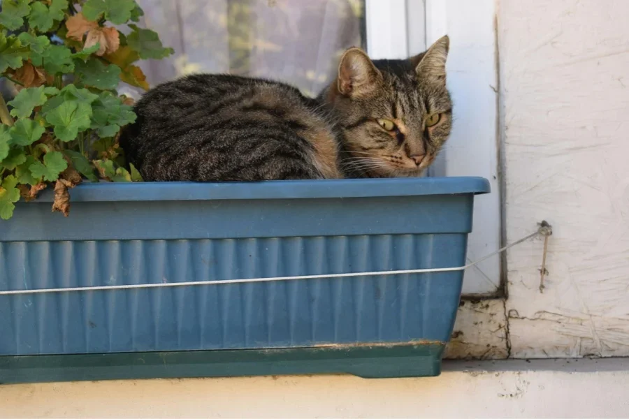 a cat sitting in a window sill next to a plant