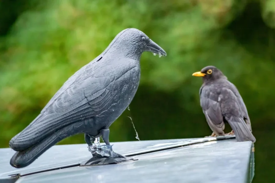 Amsel beobachtet Plastik-Attrappe einer Krähe auf dem Dach