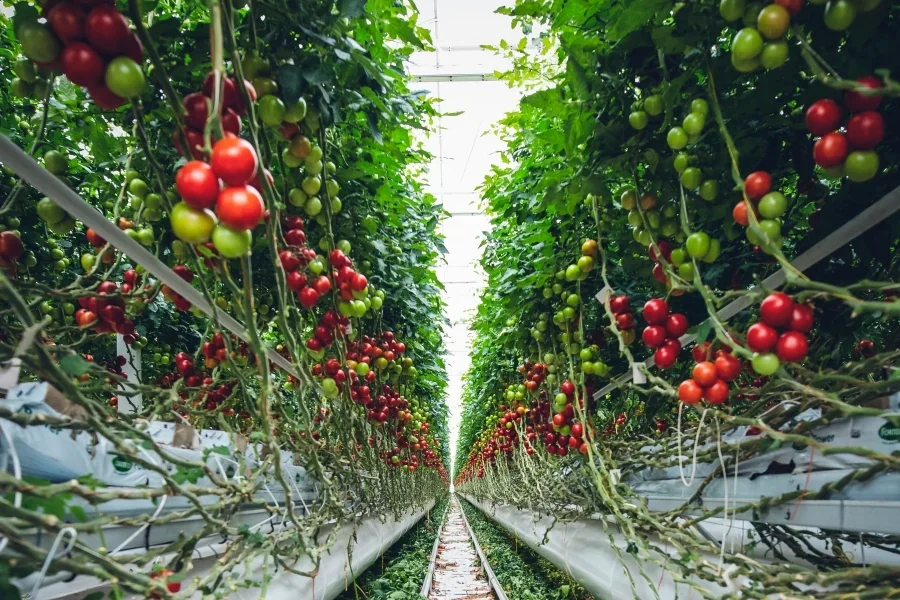 Коммерческая теплица с томатными растениями