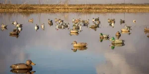 Duck decoys