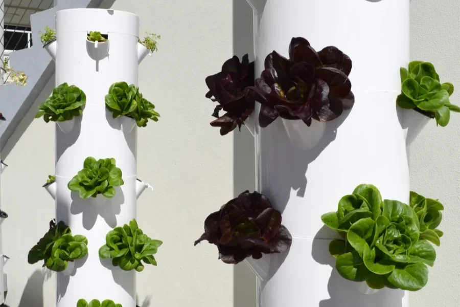 Выращенный дома салат в аэропонной башне