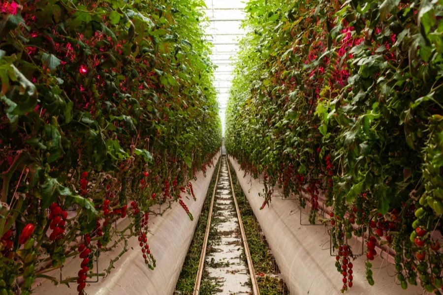 Ряды помидоров, висящих в теплице