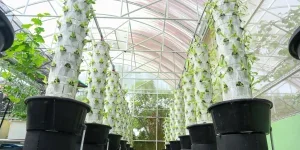 Vertical farming towers in a greenhouse