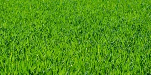 grass, lawn, grass blades, grassy, grassland, field, green, nature, greenery, grassy field
