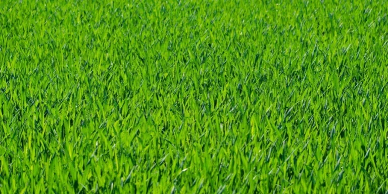 Gras, Rasen, Grashalme, grasbewachsen, Wiese, Feld, Grün, Natur, grasbewachsenes Feld