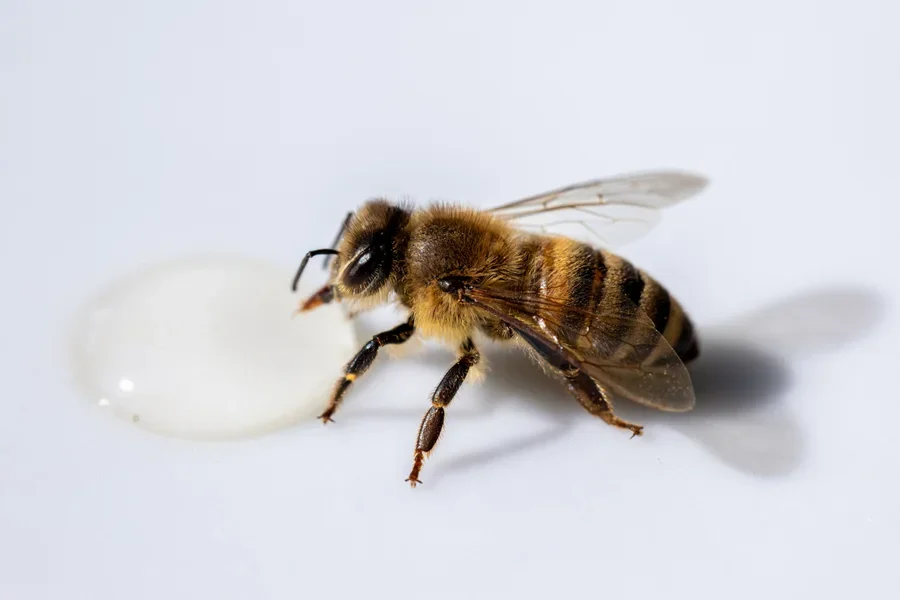 A bee sipping sugar water