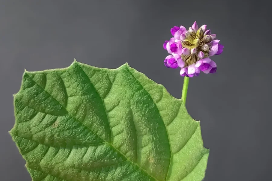 Показана сыворотка бакучиол, полученная из растения бабчи.