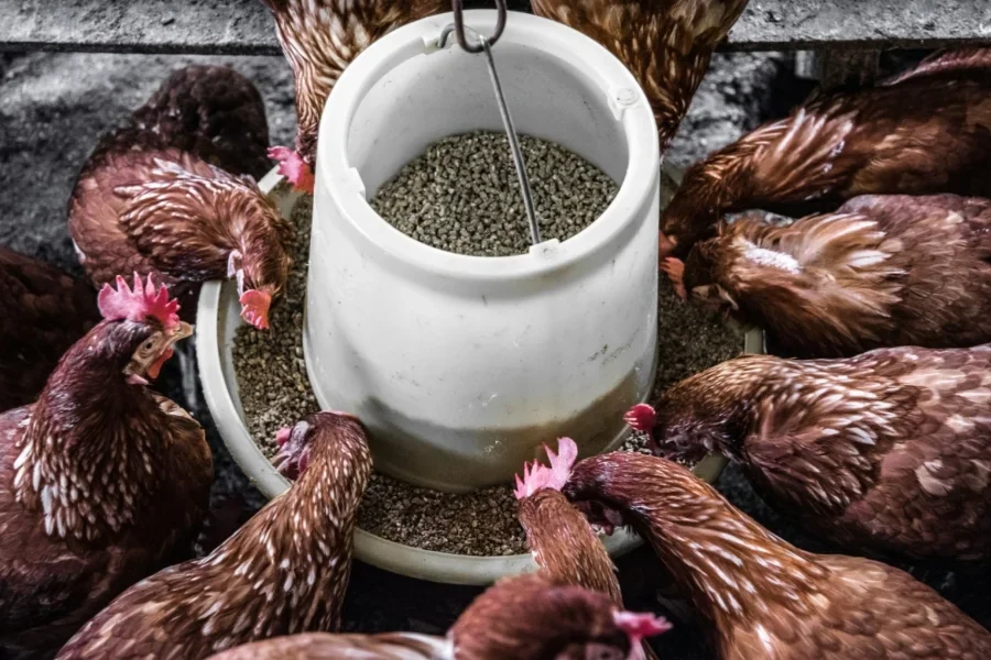 Chickens feeding on mixed animal feed of supplemented grain pellets